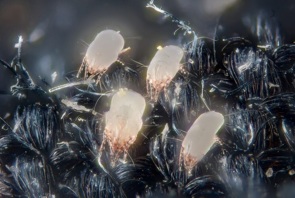 Kvalster. Foto: Gilles San Martin (Belgien)